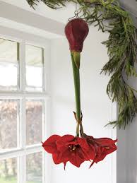 We did not find results for: Add Some Floral Fun To The Holidays With Upside Down Waxed Decor Report