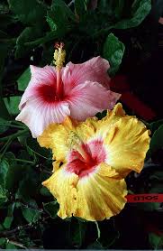 Plumeria plumeria flowers are native to mexico but they have spread through out the tropical parts of the world. Hawaiian Flowers Found On Maui All That Flowers In Hawaii