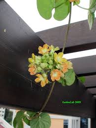 Image result for Telosma