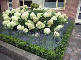 Image Result For Hostas Buxus Annabelle Salvia Hortensien Garten Garten Garten Hochbeet