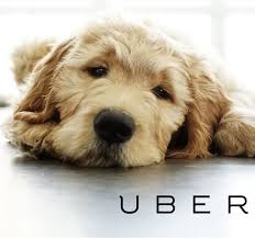 Uber's ceo noted that the launch of the uber app in texas happened in dallas back in 2012. Puppy Upon Request New Office Entertainment Offered By Uber Kellys Kennels