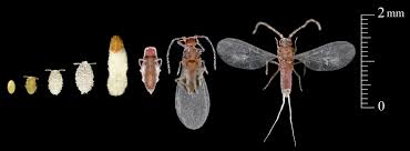 Image result for puklice švestková obrázek