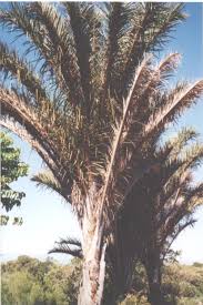 Image result for Raphia australis