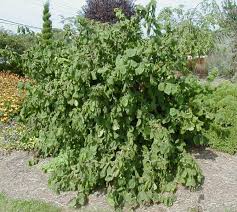 It is an important component of the hedgerows that were the traditional field boundaries in lowland england. Corylus Avellana Contorta Kiefer Nursery Trees Shrubs Perennials