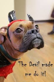 Because of generous donors like you, they are able to rescue, rehabilitate, and rehome thousands of animals like me every year! 120 Boxers Dogs Ideas Dogs Boxer Dogs Boxer Love