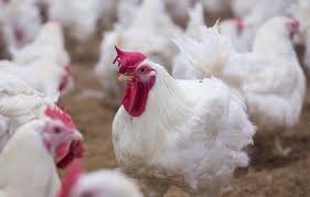 But varieties of avian influenza are common in china and, due to increased surveillance of the viruses, relatively easy to find in humans. Bird Flu Scare Grips Bihar The Shillong Times