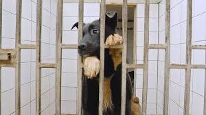 Maybe you would like to learn more about one of these? Animal Shelters Turn To Zoom For Virtual Pet Adoptions Video Abc News