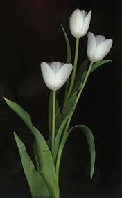 We did not find results for: 30 Gambar Bunga Tulip Putih Cari Gambar Keren Hd