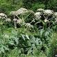 Id-ing Invasives
