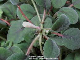 It is listed as hardy. Lace Flower Vine Plant Push Picture