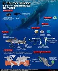 Datos Sobre El Tiburon Ballena Tiburon Ballena Tiburones Pesca