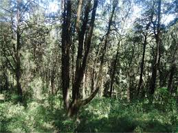 Image result for Oreophyton falcatum