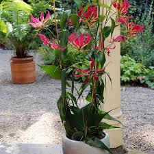 Image result for Gloriosa sessiliflora