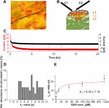 Insect Haptoelectrical Stimulation Of Venus Flytrap Triggers