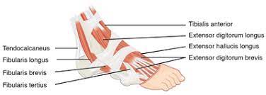 Treatment is with stretching, splinting, and heel lifts. Achilles Tendon Wikipedia