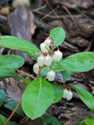 Image result for Galenia procumbens