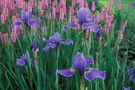 A Lovely Spring Border Idea With Siberian Iris And Bistort Garden Vines Plant Combinations Purple Garden