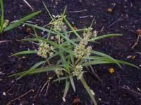 Image result for Stenostelma capense