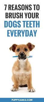 The Benefits Of Brushing Your Dogs Teeth Every Day Puppy Leaks