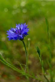 Pin By Claire Kidney On Korn Mohnblumen Corn Poppyflowers Oak Leaf Tattoos Fields Photography Cornflower