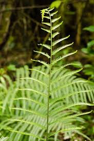 Image result for Amblovenatum