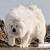 Great Pyrenees Big White Dog Breeds