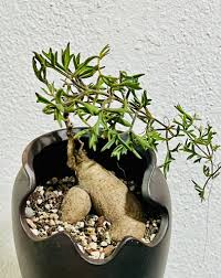 Image result for Cyphostemma subciliatum