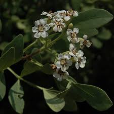 Image result for Schrebera