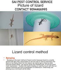 Companion planting, natural sprays and herbal remedies can help protect your garden naturally! Pest Control Services Photos Facebook