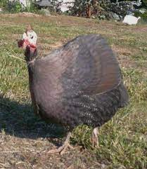 Pin On Guinea Fowl Those Crazy Wacky Birds