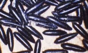 We did not find results for: Yellow Fever Mosquito Aedes Aegypti Linnaeus