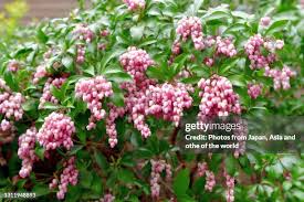 Image result for Pieris japonský obrázek