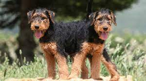 Cockapoo for sale uk | uk pets twitter tweet: Airedale Terrier Price Temperament Life Span