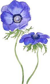Blue Purple Anemone Flowers Watercolor Sticker By Colorandcolor Anemone Flower Flower Drawing Anemone