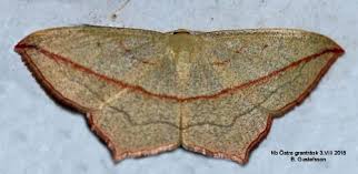 Image result for Timandra griseata
