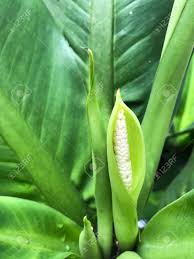 Image result for dieffenbachia flower
