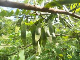 Image result for Dalbergia nitidula