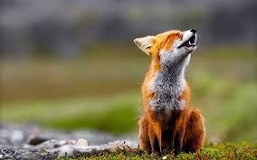 Wallpapers animals full hd 1920x1080, desktop backgrounds hd 1080p. Fox Animal Desktop Wallpapers Top Free Fox Animal Desktop Backgrounds Wallpaperaccess