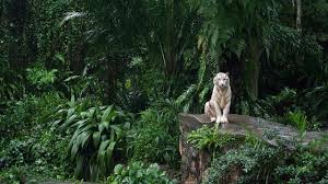 Jungle Animal Wallpaper Wallpaper Steemit If you like rainforest wildlife you will love this app! jungle animal wallpaper wallpaper