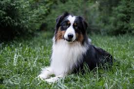 We did not find results for: Premium Photo Attractive Happy Woman Hug Three Beatiful Small Cute Australian Shepherd Red Merle Puppy Dog Love And Friendship Between Human And Animal