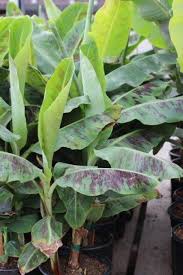 Image result for Musa Cavendish