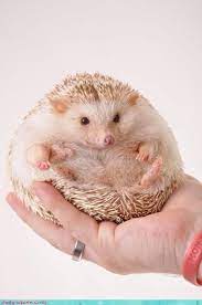 Hedgehog Cute Baby Animals Baby Animals Cute Animals