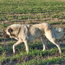 Anatolian Shepherd Dog Kangal Dog Anatolian Shepherd Dog Livestock Guardian Dog