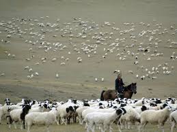 Could you kill your own food? Herding National Geographic Society