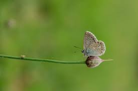 ✓ free for commercial use ✓ high quality images. Adonis Blue Butterflies Bring Color To Tunceli S Valleys And Plateaus Daily Sabah