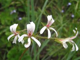 Image result for Pelargonium alchemilloides
