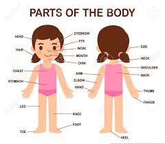 The study of the human body involves anatomy, physiology, histology and. My Body Human Body Parts Diagram On Cute Cartoon Girl Educational Royalty Free Cliparts Vectors And Stock Illustration Image 142783164