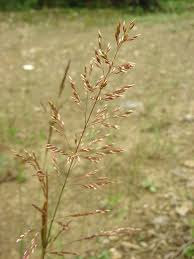Image result for Agrostis