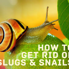 Eggshells do not repel slugs because of their smell, but they certainly can help to keep slugs at bay. 9 Sure Ways To Get Rid Of Snails And Slugs In Your House And Garden Dengarden