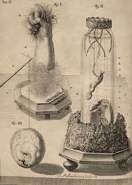 This engraving of one of his remarkable still life displays gives a clue. Frederik Ruysch Scientific Illustration Art Medieval Art
